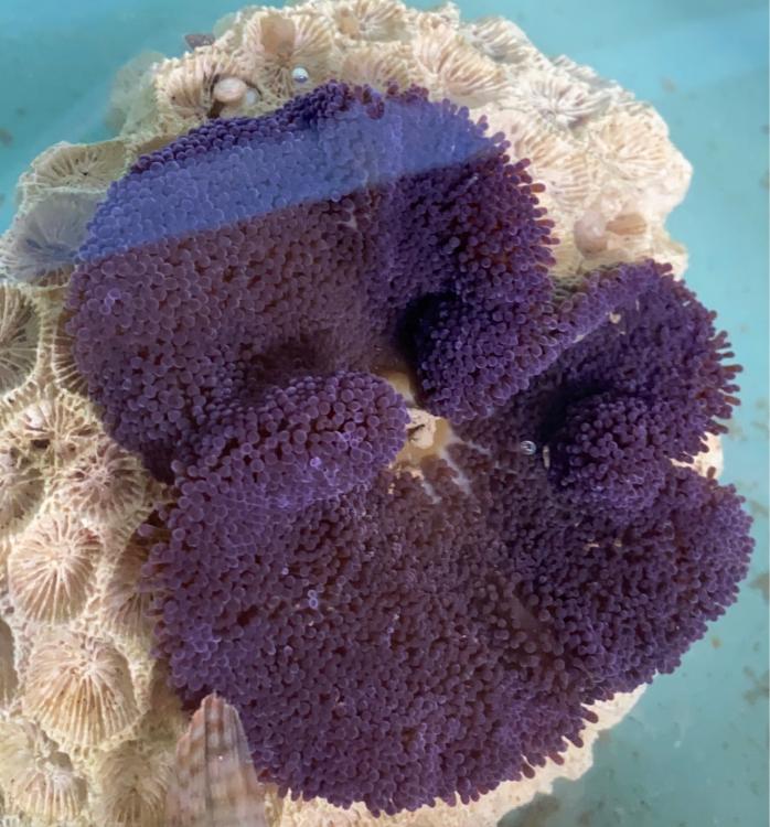 WTT Deep Purple Carpet Anemone Sell off/Pasar Malam Shop Singapore
