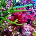 MACROALGAE AQUARIUMS CLUB