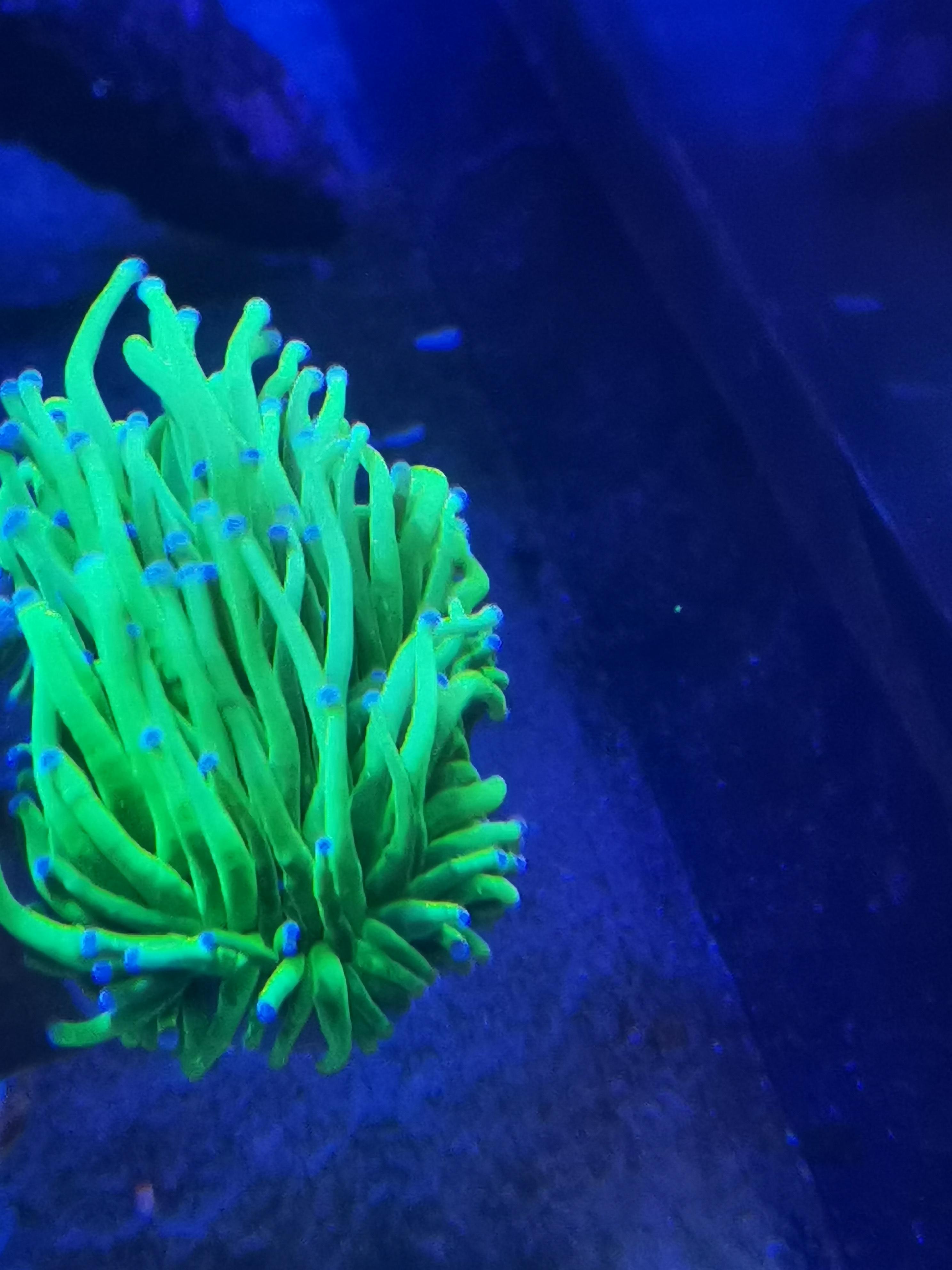 Ultra bright green torch with blue tip 2 head for trade Swop Shop