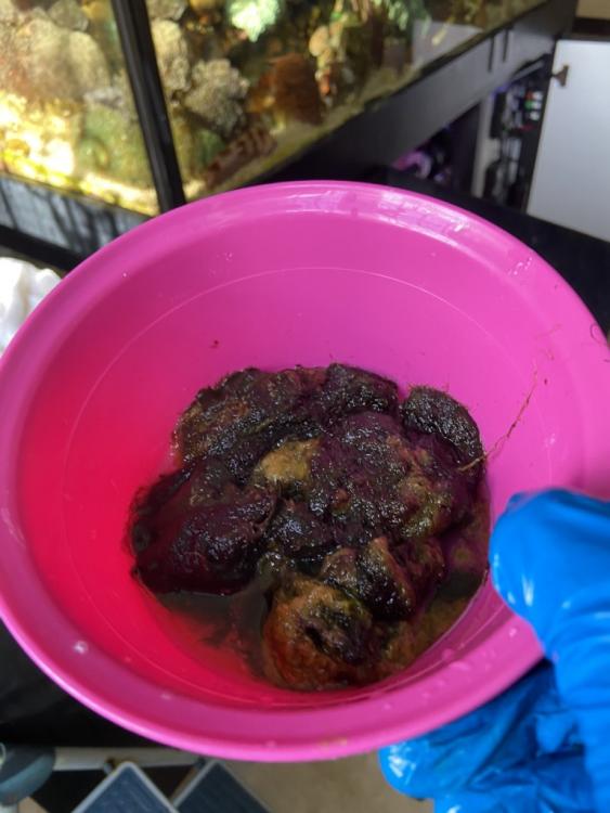 My Slice of Nature (Part 3) - Page 39 - Members Tank & Specs