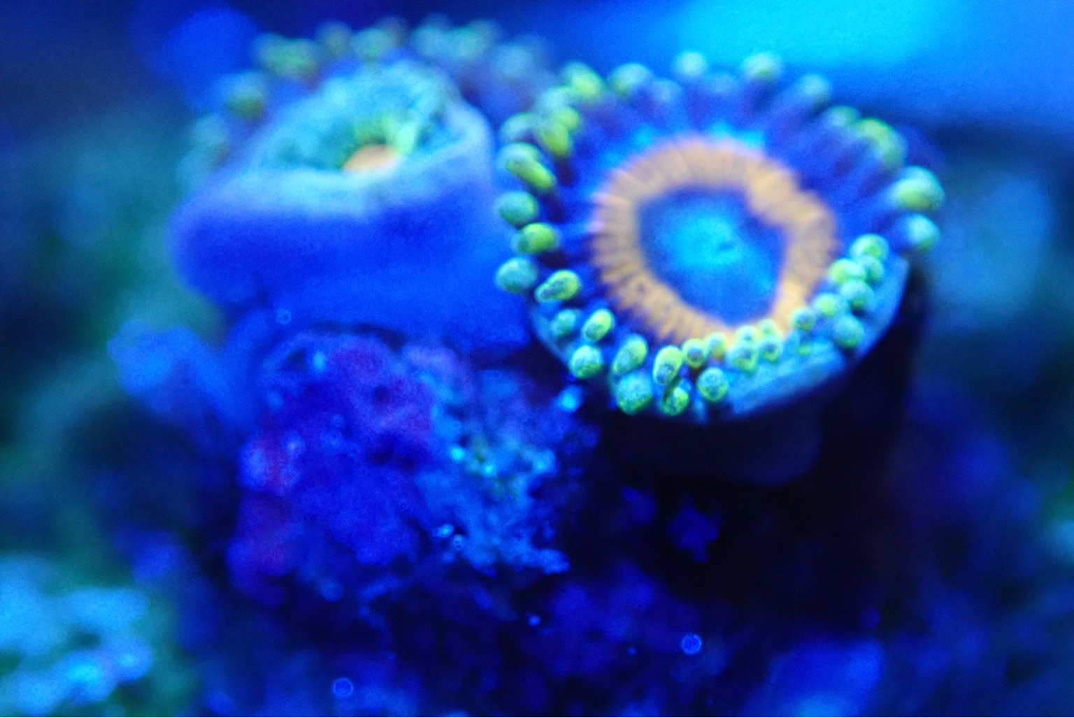 WTS / WTT fiji jawbreaker zoa/acro Sell off/Pasar Malam Shop