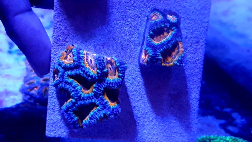 WTS Acan Frags - Sell off/Pasar Malam Shop - Singapore Reef Club ...