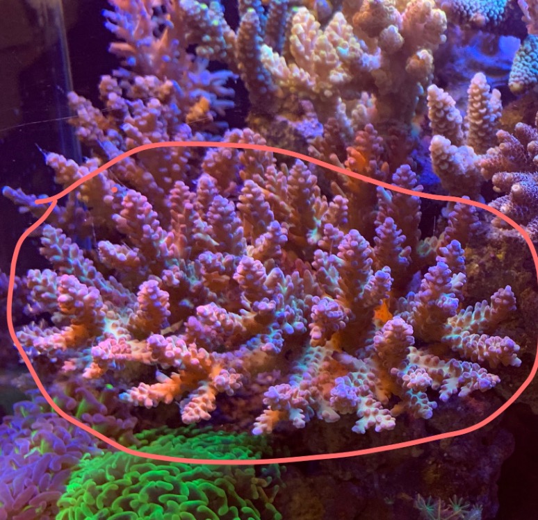 SPS colony for sale Sell off/Pasar Malam Shop Singapore Reef Club