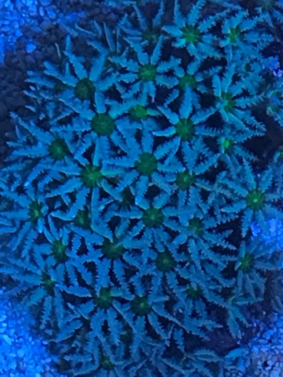 WTS Fiji Pipe organ, Grandis paly, golden cloves, mini