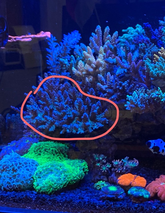 SPS colony for sale Sell off/Pasar Malam Shop Singapore Reef Club