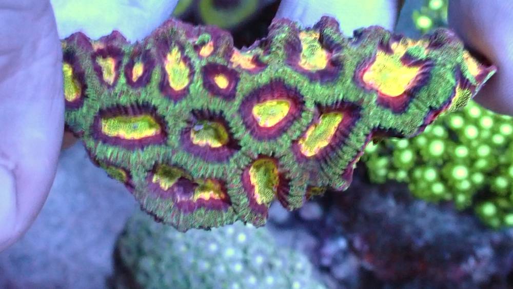 Selling Platygyra coral Sell off/Pasar Malam Shop Singapore Reef