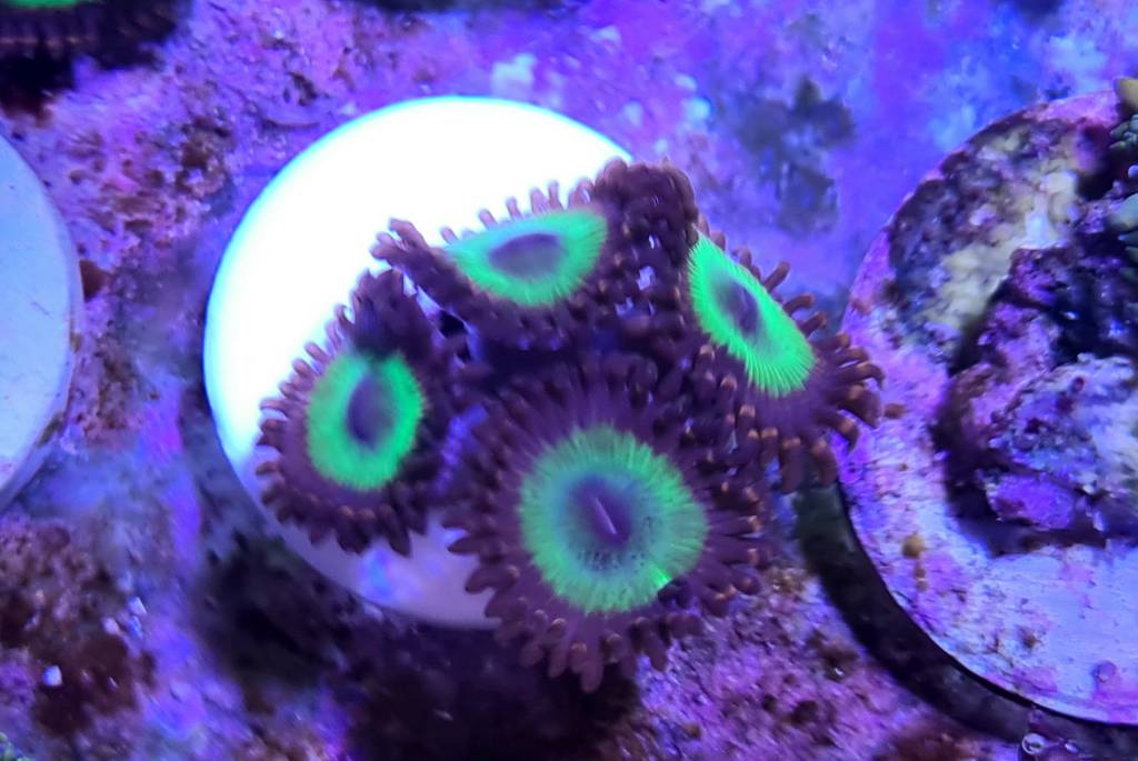 Wts candy apple red zoas Sell off/Pasar Malam Shop Singapore Reef