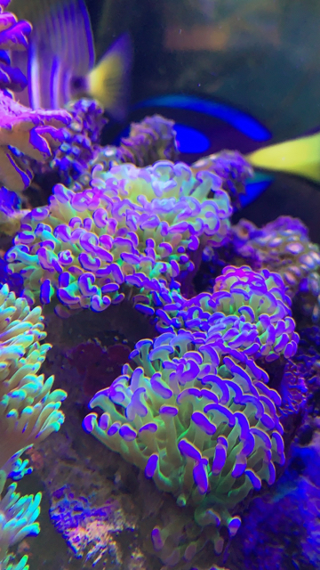 Hammer &amp; Torch - Sell off/Pasar Malam Shop - Singapore Reef Club - The
