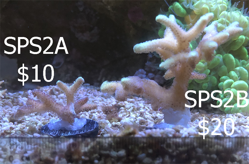 SELLING Corals Sell off/Pasar Malam Shop Singapore Reef Club