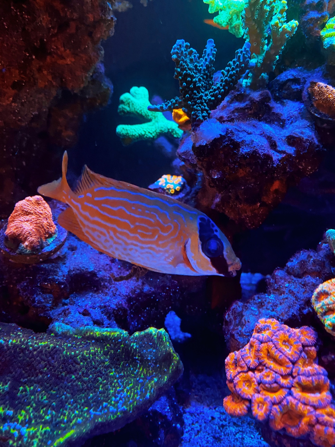 Wts Scribbled Rabbitfish Sell off/Pasar Malam Shop Singapore Reef Club marine reef fish