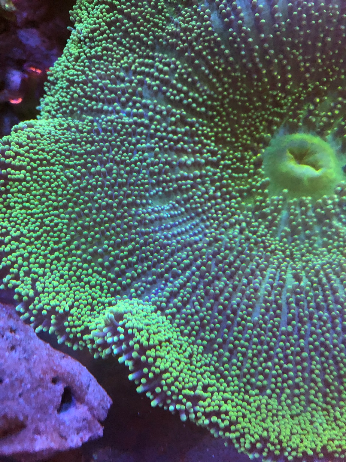 WTS/WTT Haddoni carpet anemone Sell off/Pasar Malam Shop Singapore