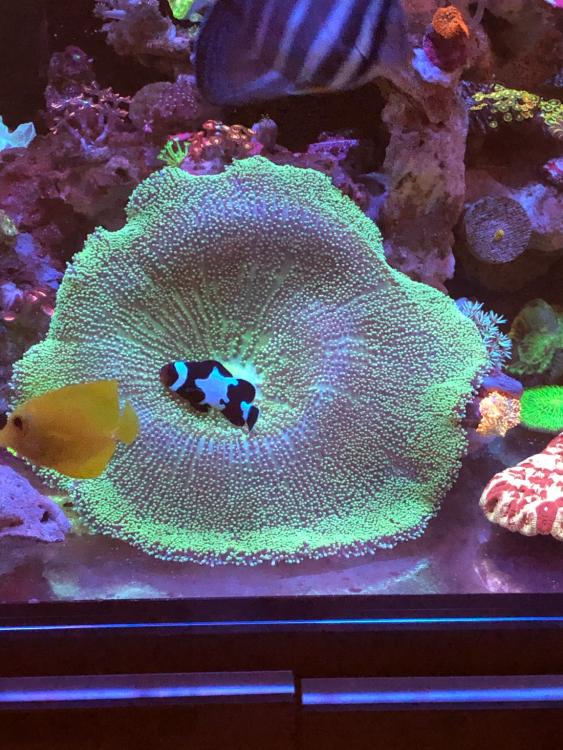 WTS/WTT Haddoni carpet anemone Sell off/Pasar Malam Shop Singapore