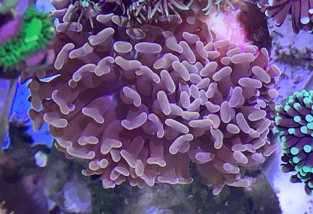 Rose Gold Hammer - Sell off/Pasar Malam Shop - Singapore Reef Club