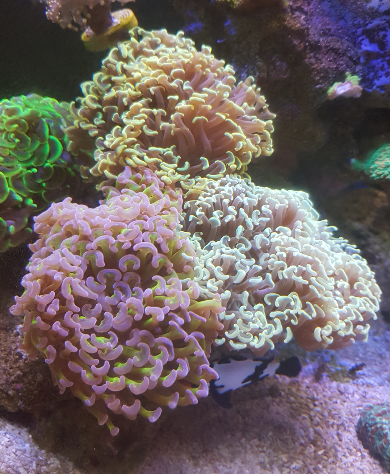 WTS corals Sell off/Pasar Malam Shop Singapore Reef Club marine