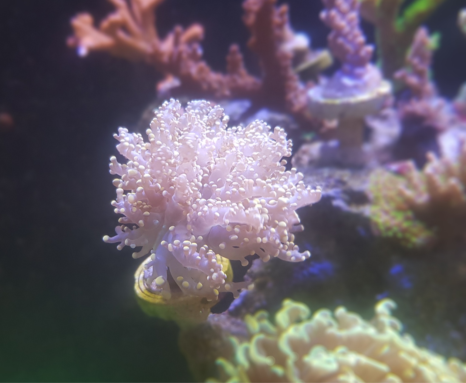 WTS corals Sell off/Pasar Malam Shop Singapore Reef Club marine