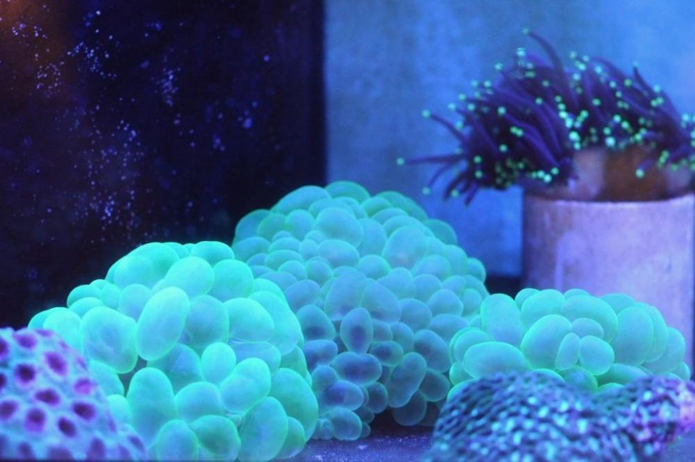 Bubble-Coral-Care-Tips-1024x680.jpeg