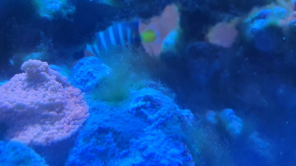 Green Hair Algae or Turf Algae? General Reefkeeping_ Singapore Reef