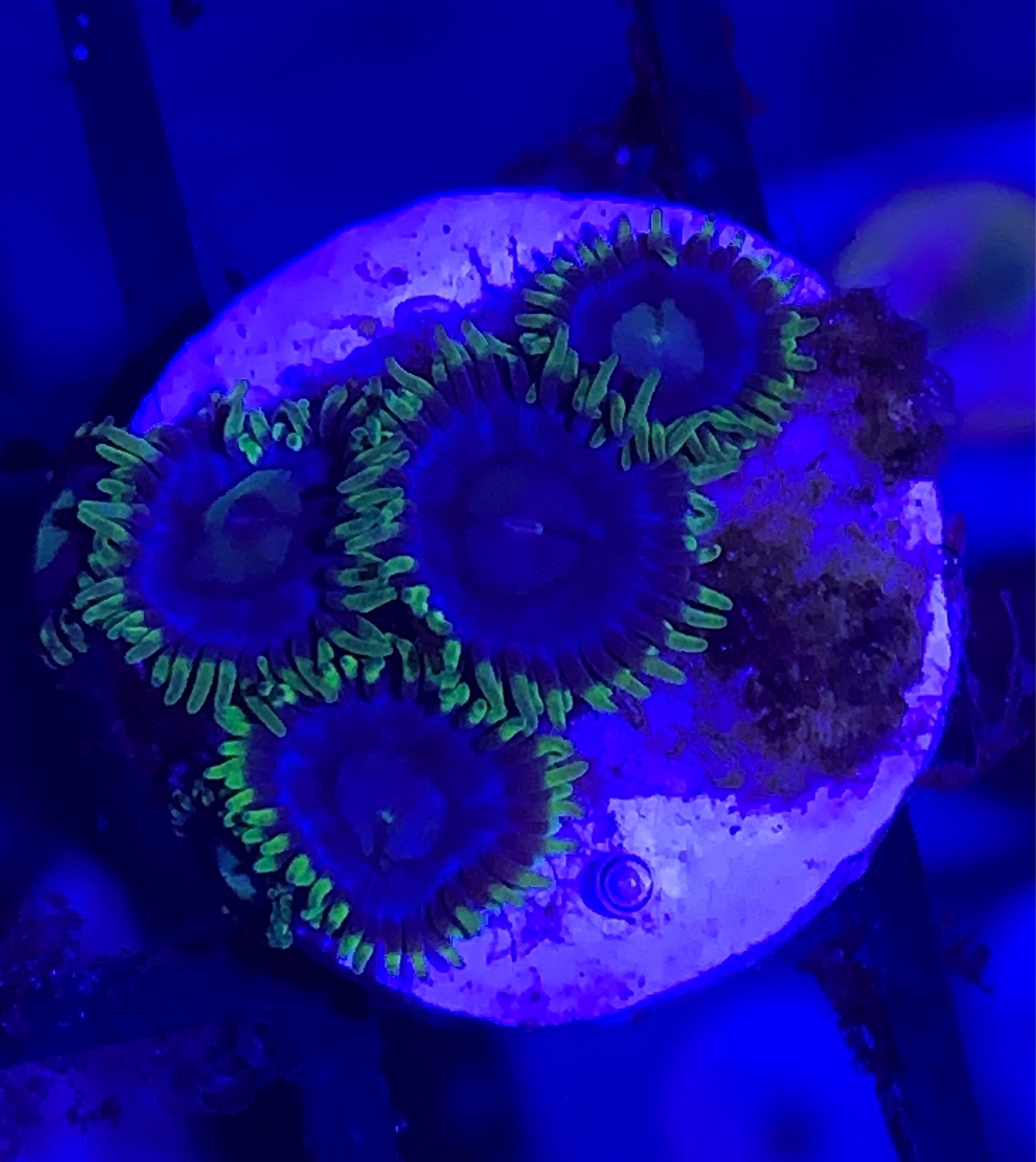 Zoanthids frags to let go Sell off/Pasar Malam Shop Singapore Reef