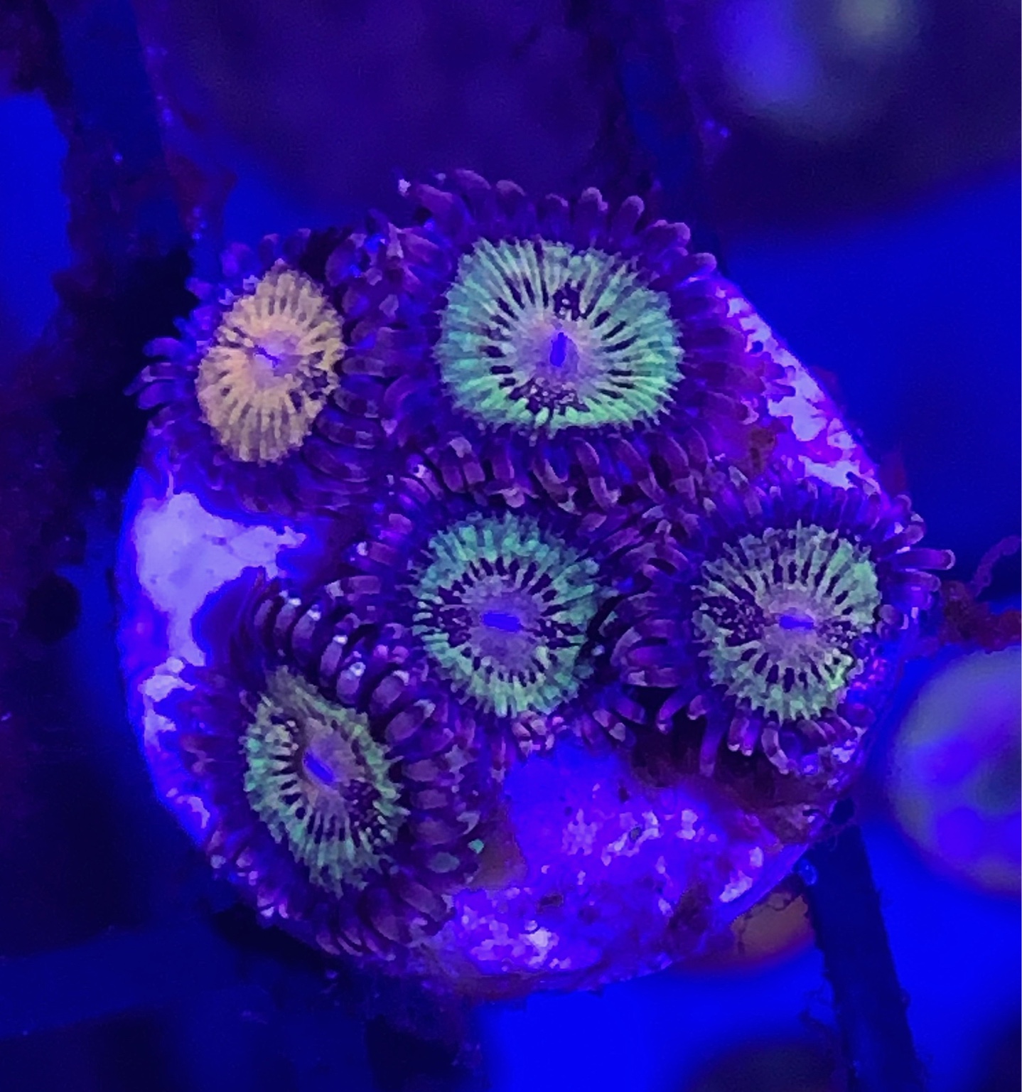 Zoanthids frags to let go Sell off/Pasar Malam Shop Singapore Reef