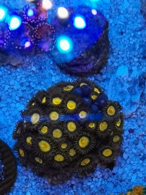 Corals for sales Sell off/Pasar Malam Shop Singapore Reef Club