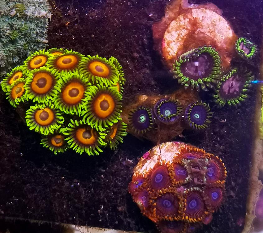 Colorful and healthy zoas bundle sale Sell off/Pasar Malam Shop