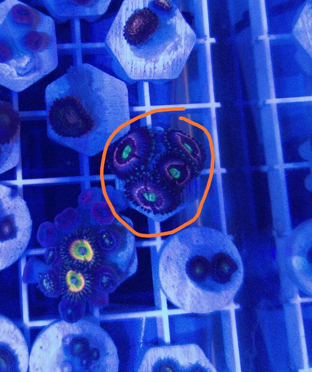 Pink Zipper Zoas Sell off/Pasar Malam Shop Singapore Reef Club