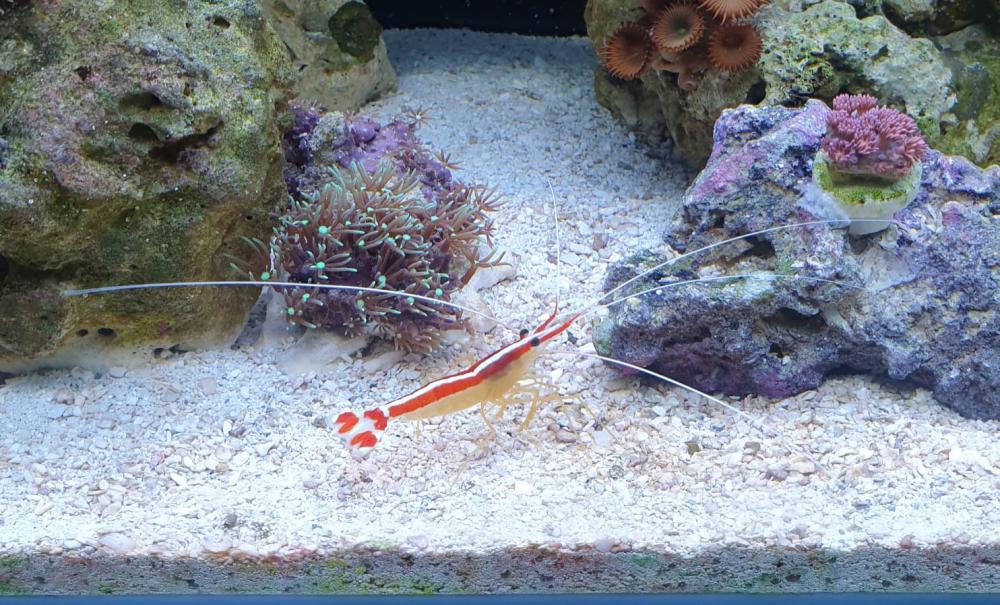 Large cleaner shrimp for sale Sell off/Pasar Malam Shop Singapore