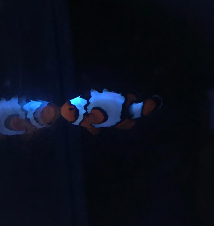 WTS / WTT Snow Onyx Clownfish - Sell off/Pasar Malam Shop - Singapore