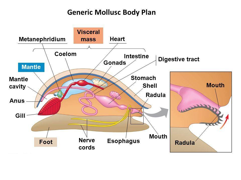 mollusk.jpg.b2df146c09bb055c3ca85ebf9bc9efc1.jpg