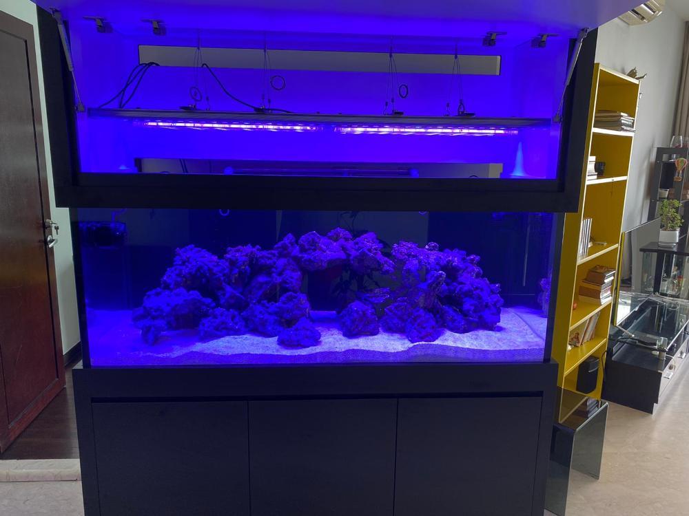 new 4ft Reef Tank Setup Members Tank & Specs Singapore Reef Club