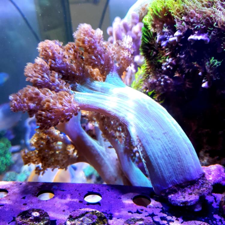 WTS Kenya Tree (Neon green with yellowish) Sell off/Pasar Malam Shop