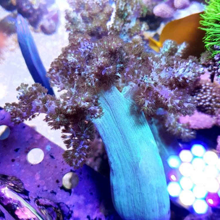 WTS Kenya Tree (Neon green with yellowish) Sell off/Pasar Malam Shop