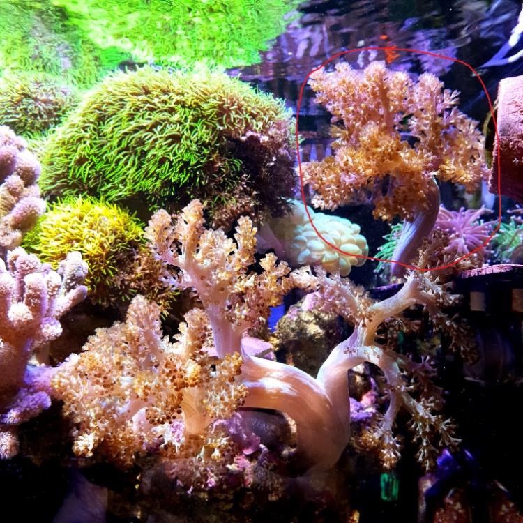 WTS Kenya Tree (Neon green with yellowish) Sell off/Pasar Malam Shop