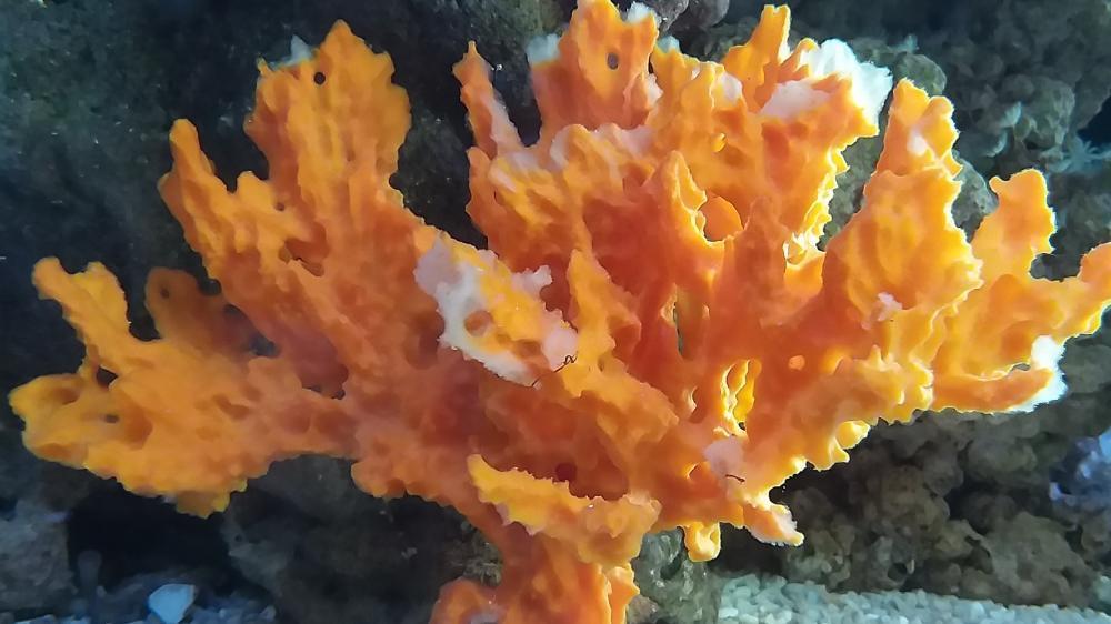 Wts huge orange sponge Sell off/Pasar Malam Shop Singapore Reef