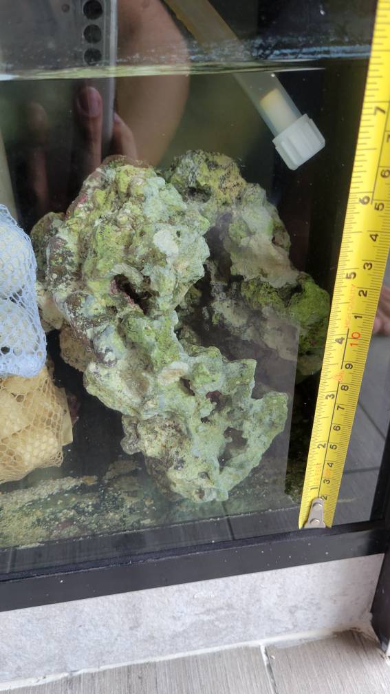 Live Rocks for Sale. Sell off/Pasar Malam Shop Singapore Reef Club