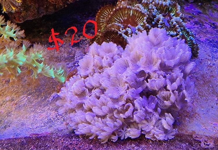 WTS Neon Green Kenya Tree and Pulsing Xenia Sell off/Pasar Malam Shop