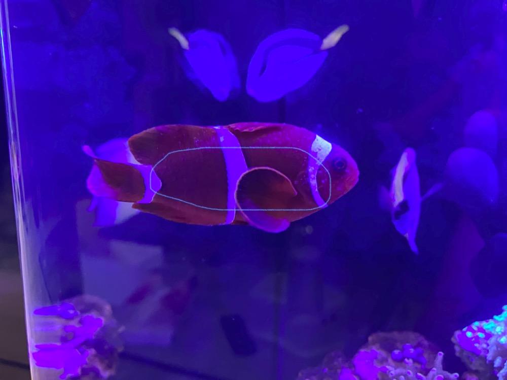 Using of Hydrogen Peroxide Disease treatment/parasite/pest control