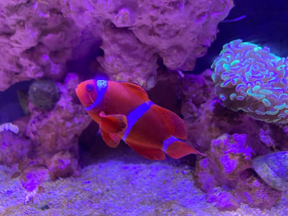 Using of Hydrogen Peroxide Disease treatment/parasite/pest control