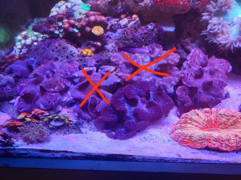 Giant Clams Sell off/Pasar Malam Shop Singapore Reef Club marine reef fish keeping setup