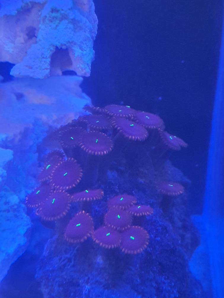 Wts zoanthids and sponge Sell off/Pasar Malam Shop Singapore Reef