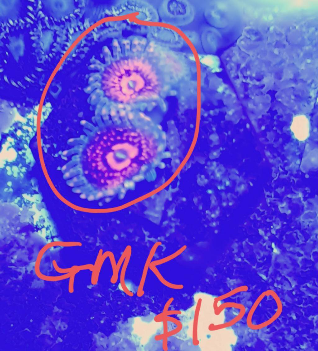 Wts Gmk And Uc Zoas Sell Off Pasar Malam Shop Singapore Reef Club The Number One Resources Portal And Community For All Saltwater Reef Aquarium Keeping Hobby In Asia Wts Gmk And Uc Zoas Sell Off Pasar Malam Shop Singapore Reef Club The Number One Resources Portal And Community For All Saltwater Reef Aquarium Keeping Hobby In Asia