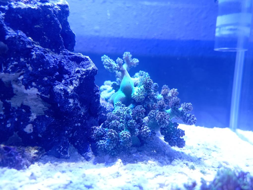 Droopy/Limp Kenya Tree Soft Coral Forum Singapore Reef Club