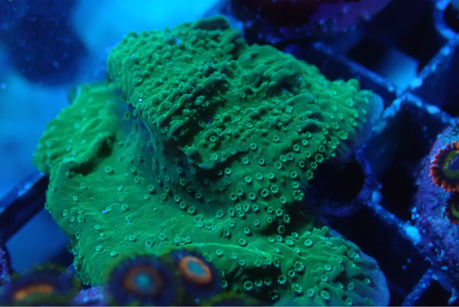 Wts some corals Sell off/Pasar Malam Shop Singapore Reef Club