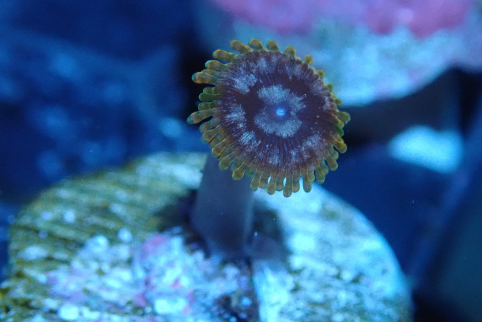 WTS/WTT Zoanthids Sell off/Pasar Malam Shop Singapore Reef Club