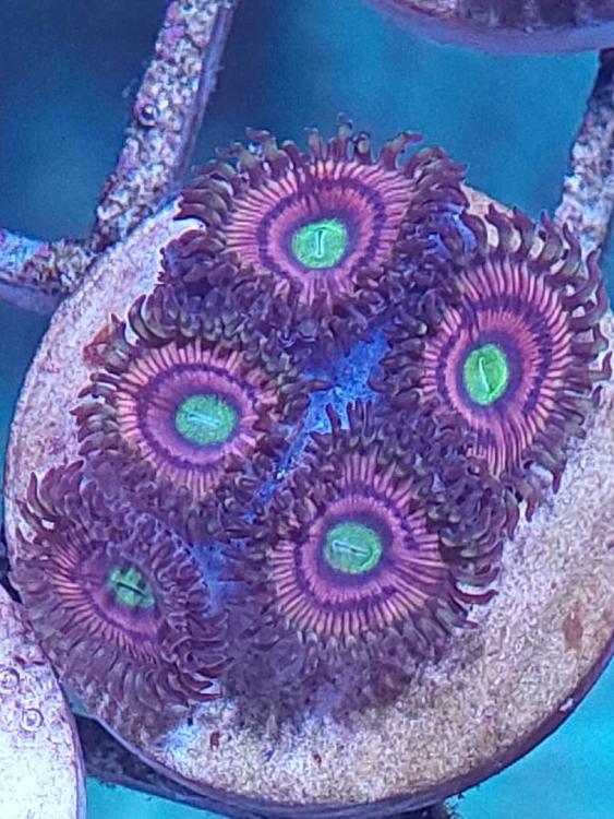 WTS Bubblegum, Tequila, Purple Bee Zoas & Palytho Grandis Sell off