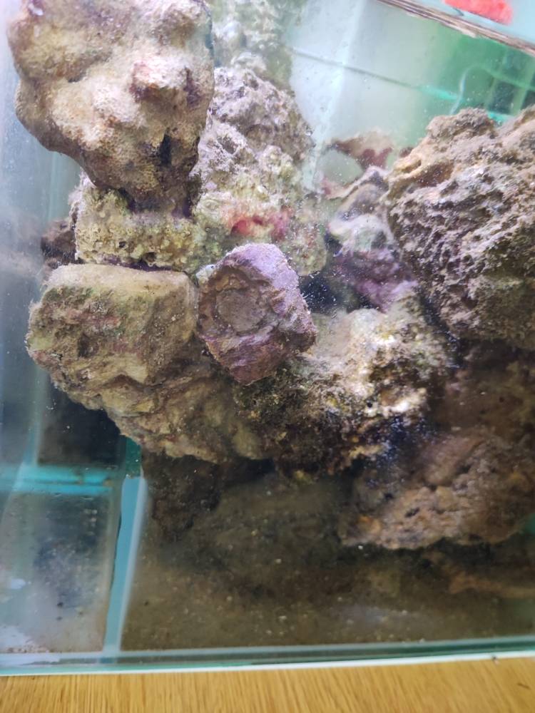 Live rocks for sale Sell off/Pasar Malam Shop Singapore Reef Club