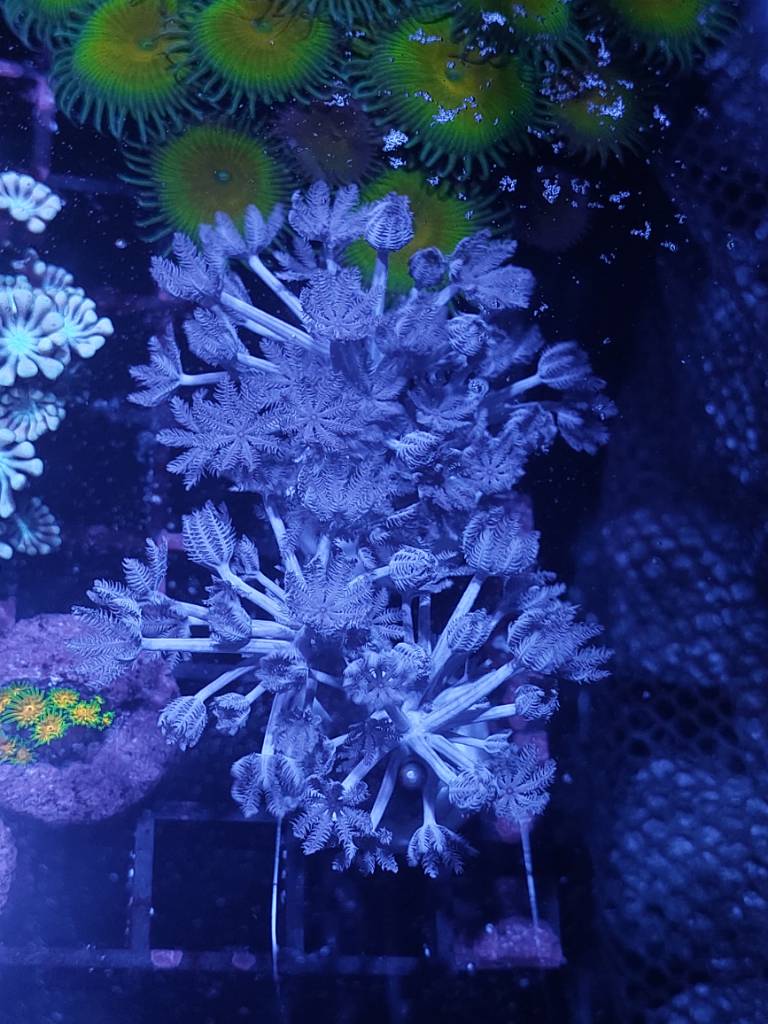 WTS Acanthophyllia (Prata) and Pulsing Xenia Colony scape Sell off