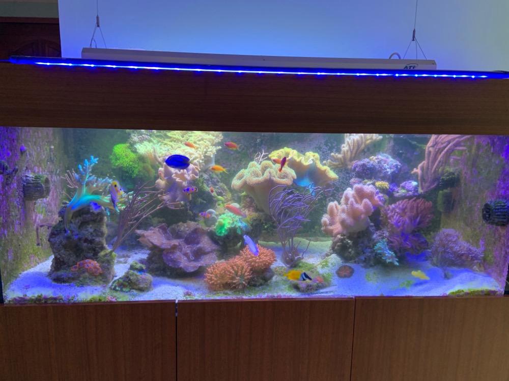 soft coral tank Sell off/Pasar Malam Shop Singapore Reef Club marine reef fish