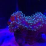 Gregis_Clownfish