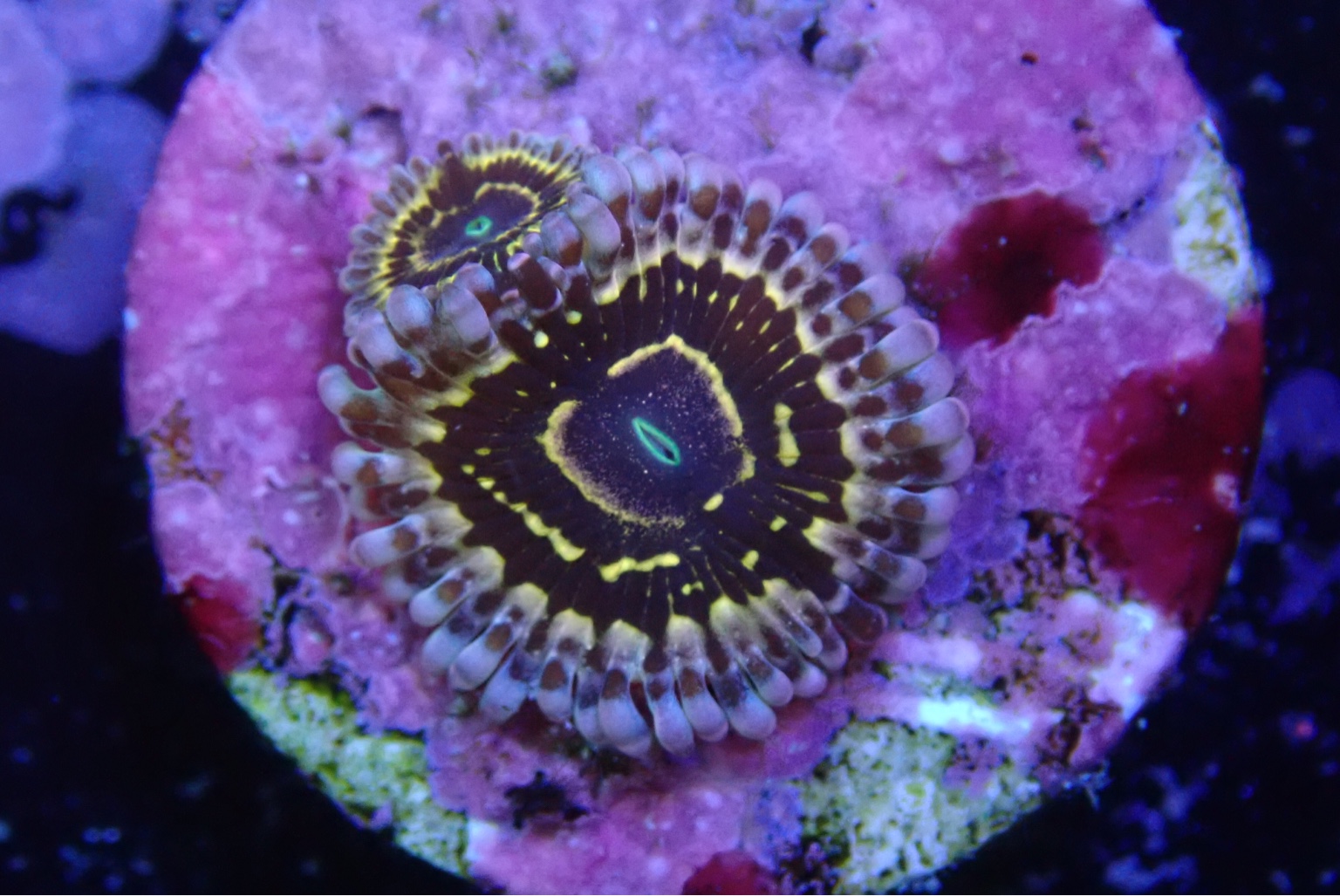 WTS/WTT Stratosphere zoa Sell off/Pasar Malam Shop Singapore Reef Club marine reef fish